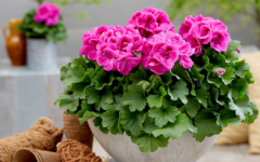Які кімнатні квіти можуть покращити ваше здоров'я