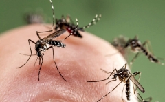 Що робити, якщо комариний укус свербить – 10 дієвих порад