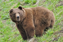 Мешканець Каліфорнії зняв на відео, як ведмідь порається в його холодильнику