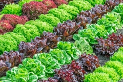 Найбільша помилка городників: як не можна сіяти листовий салат
