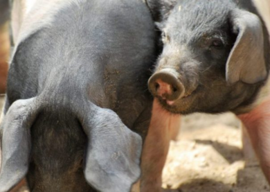 НА ОДНІЙ З БЕЛЬГІЙСЬКИХ ФЕРМ СВИНІ ЩОДНЯ СЛУХАЮТЬ РОК-МУЗИКУ