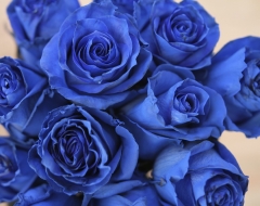 Як «виростити» блакитну троянду: ділимося  секретом, як змінити колір живих квітів