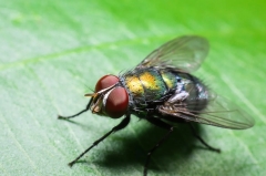 Жодна муха не залетить в оселю, якщо почує в ній цей запах
