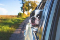 Чому собак не можна возити на пасажирському місці