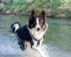 Чи можна собаку купати у спеку – несподівана відповідь експертів