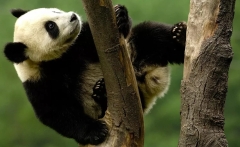 У китайському зоопарку замість панд показували пофарбованих собак