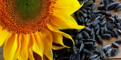Соняшникове насіння: чим корисне і кому від нього краще відмовитися