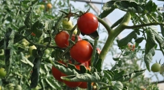 Як врятувати помідори, на яких скручується листя