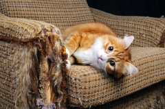 Як привчити кішку не дряпати меблі і шпалери