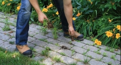 Як назавжди позбавитися трави на тротуарній плитці: допоможе копійчаний засіб