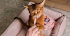 Чому коти обожнюють кремові снеки: відкрийте улюблені смаки Delickcious