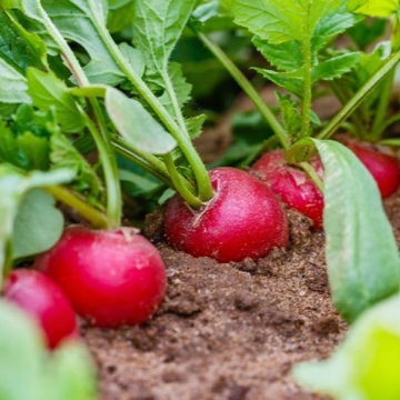 Що посадити в серпні на грядці, де була цибуля