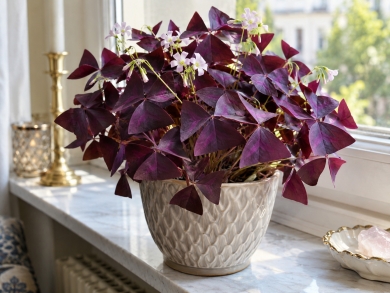 Квітка щастя у вашому домі: де поставити оксаліс, щоб він пишно ріс і цвів