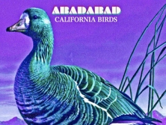 ABADABAD