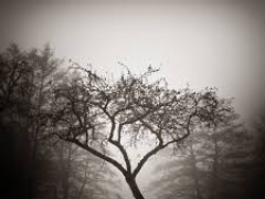 SORROW