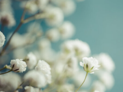 D'FLOWER